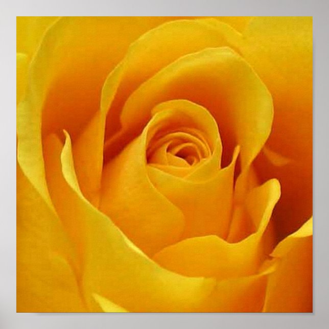 Big Yellow Rose Poster (Vorne)