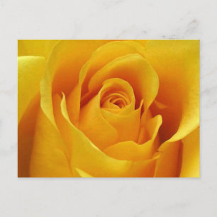 Big Yellow Rose Postkarte