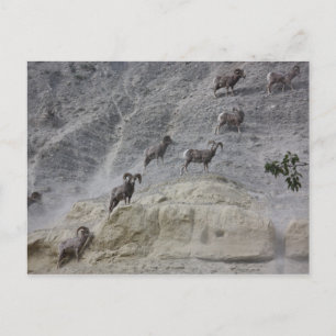 Bighorn Mountain Sheep Postkarte