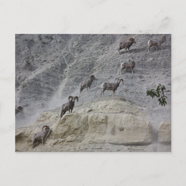 Bighorn Mountain Sheep Postkarte (Vorderseite)