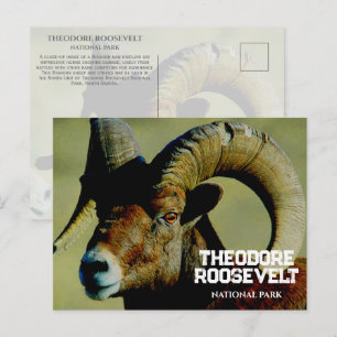 Bighorn RaM, Theodore Roosevelt National Park, ND Postkarte