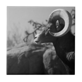 Bighorn-Schaf-Fliese Fliese