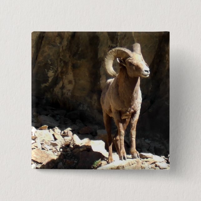 Bighorn-Schaf-RAM nahe Felsen in Colorado Button (Vorderseite)