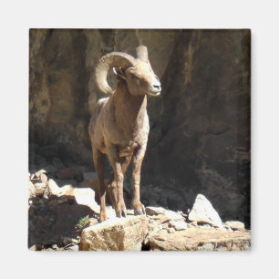 Bighorn-Schaf-RAM nahe Felsen in Colorado Magnet