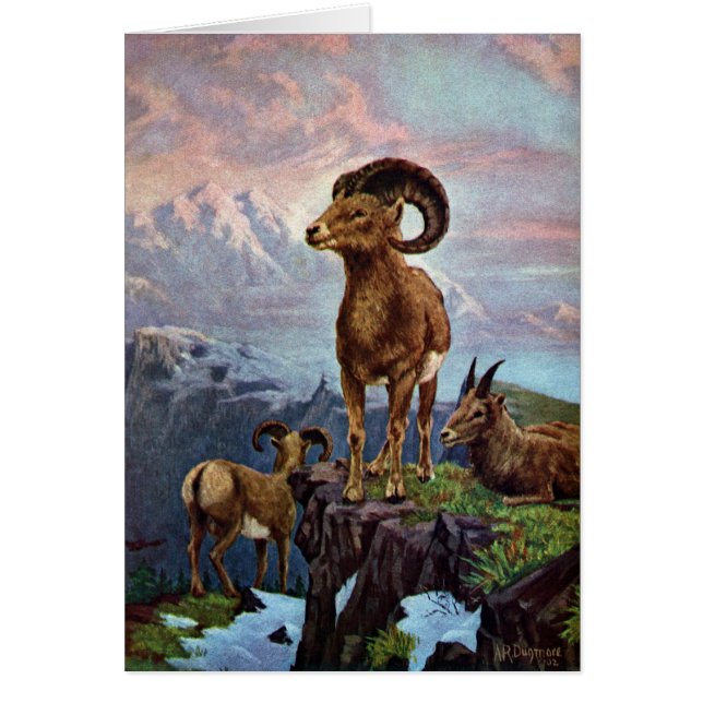 Bighorn-Schaf-Vintage Illustration (Vorne)