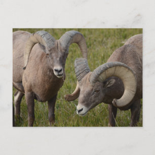 Bighorn Schafe im Badlands-Nationalpark Postkarte