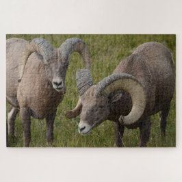 Bighorn Schafe im Badlands-Nationalpark Puzzle