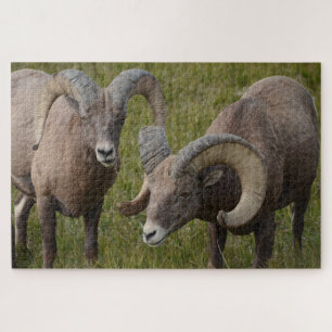 Bighorn Schafe im Badlands-Nationalpark Puzzle