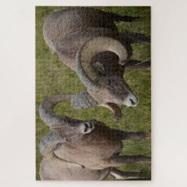 Bighorn Schafe im Badlands-Nationalpark Puzzle