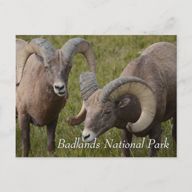 Bighorn Schafe im Nationalpark Badlands Postkarte (Vorderseite)