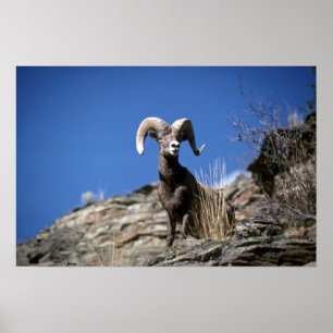 Bighorn Schafe (Ram Alert auf der Seite der Bergkl Poster