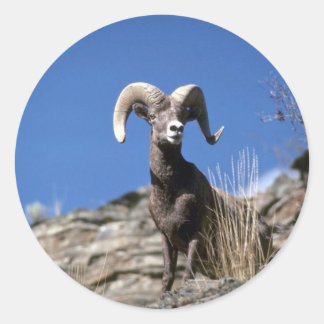 Bighorn Schafe (Ram Alert auf der Seite der Bergkl Runder Aufkleber