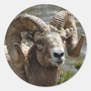 Bighorn Schafsticker Runder Aufkleber