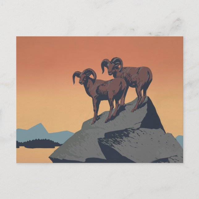 Bighorn Sheep American West Wildlife Postkarte (Vorderseite)