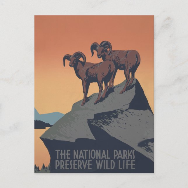 Bighorn Sheep American West Wildlife Postkarte (Vorderseite)