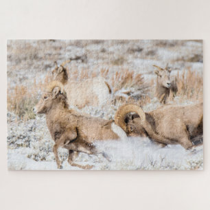 Bighorn Sheep Battle Puzzle