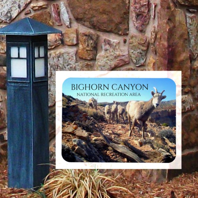 BIghorn Sheep Ewes and Young, BIghorn Canyon Magnet (Von Creator hochgeladen)