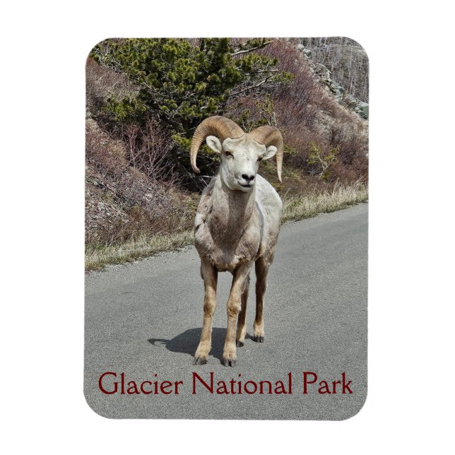Bighorn Sheep Foto Magnet (Vertikal)