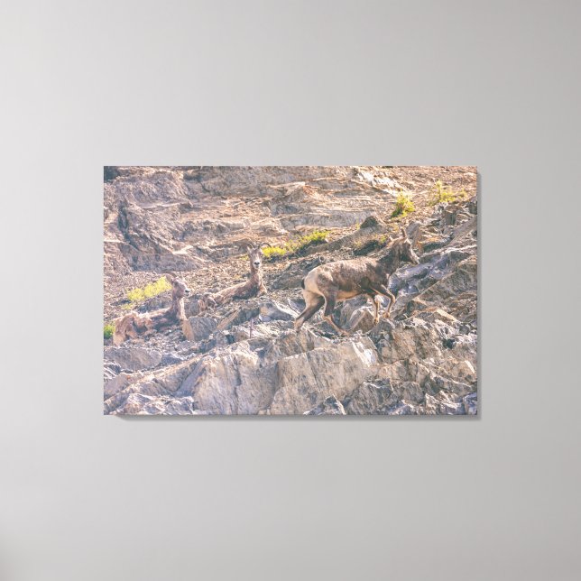 Bighorn Sheep Leinwanddruck (Vorderseite)