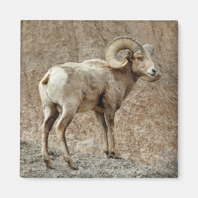 Bighorn Sheep Magnet (Vorne)