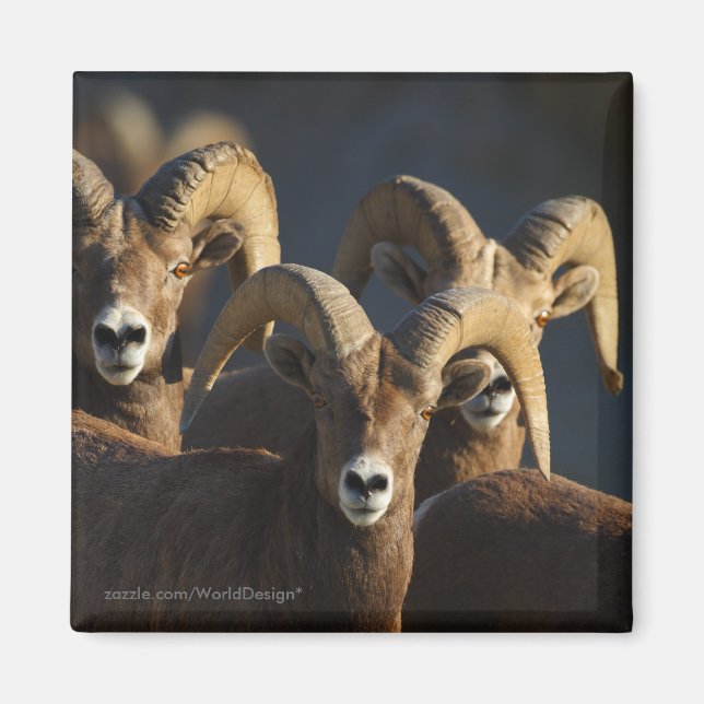 Bighorn Sheep Magnet (Vorne)