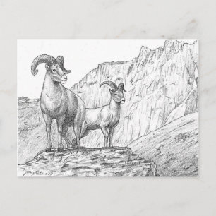 Bighorn Sheep Postcard Postkarte