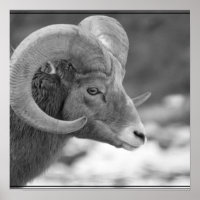 Bighorn Sheep