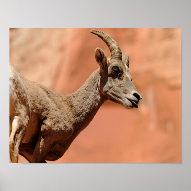 Bighorn Sheep Poster (Vorne)