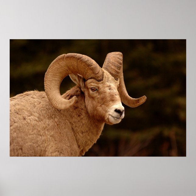 Bighorn Sheep Poster (Vorne)