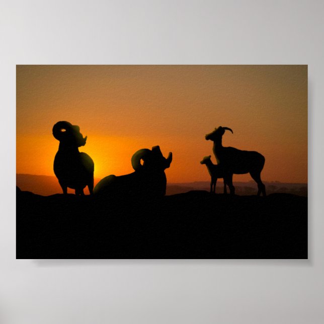 Bighorn Sheep Poster (Vorne)