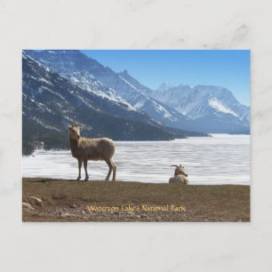 Bighorn Sheep Postkarte