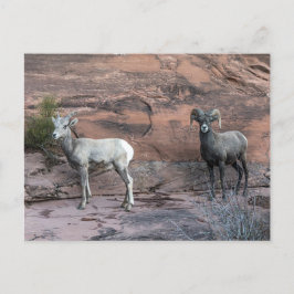 Bighorn Sheep Postkarte