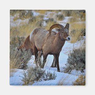 Bighorn Sheep Snow Foto Magnet