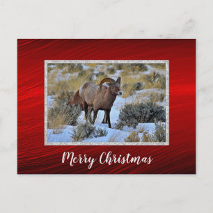 Bighorn Sheep Snow Foto Weihnachten Postkarte
