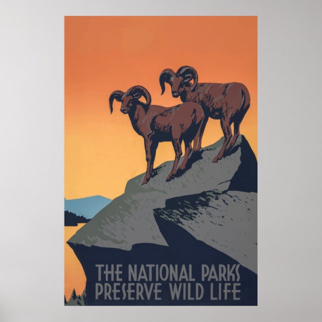 Bighorn Sheep Sunset Poster (Vorne)