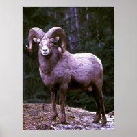 Bighorn-Widder