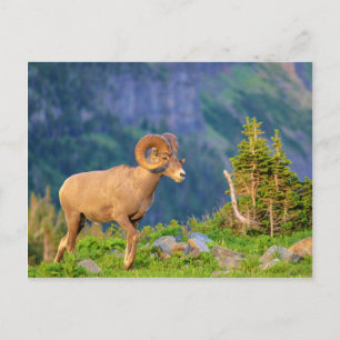 Bighornschaf Postkarte