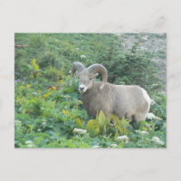 Bighornschaf