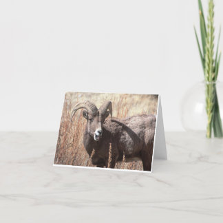 Bighornschafe notecards karte