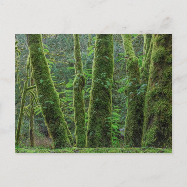 Bigleaf Maple Trees & Ferns | Washingtoner Staat Postkarte (Vorderseite)