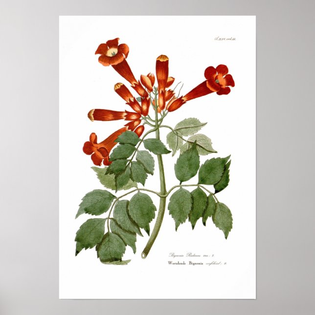 Bignonia radicans poster (Vorne)