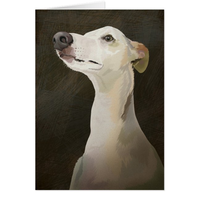 Bilbo das Whippet (Vorne)
