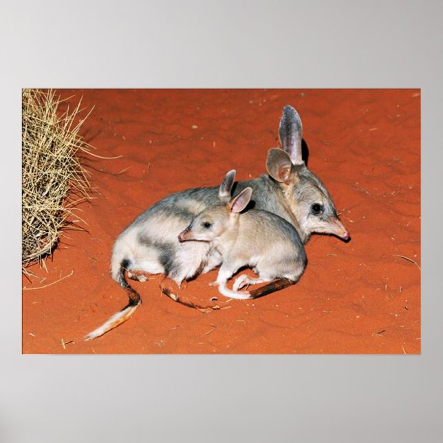 Bilby und Babysitting in der Wüste Poster (Vorne)