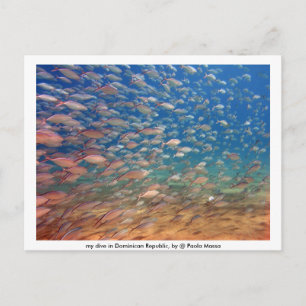 Bild 021, mein Tauchgang in der Dominikanischen Re Postkarte