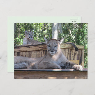 Bild der 11 Monate alten Cougar Cubs Postkarte
