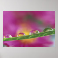 Bild der in Wassertröpfchen gebildeten Aster