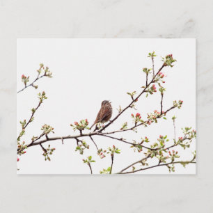 Bild des Sparrow-Gesangs im blühenden Baum Postkarte