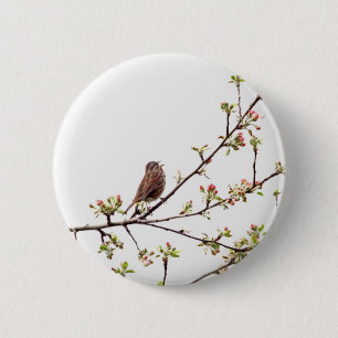 Bild des Spatzen singend in blühendem Baum Button