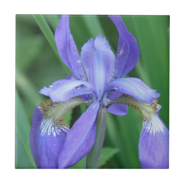 Bild einer Iris Trivet Fliese (Vorderseite)