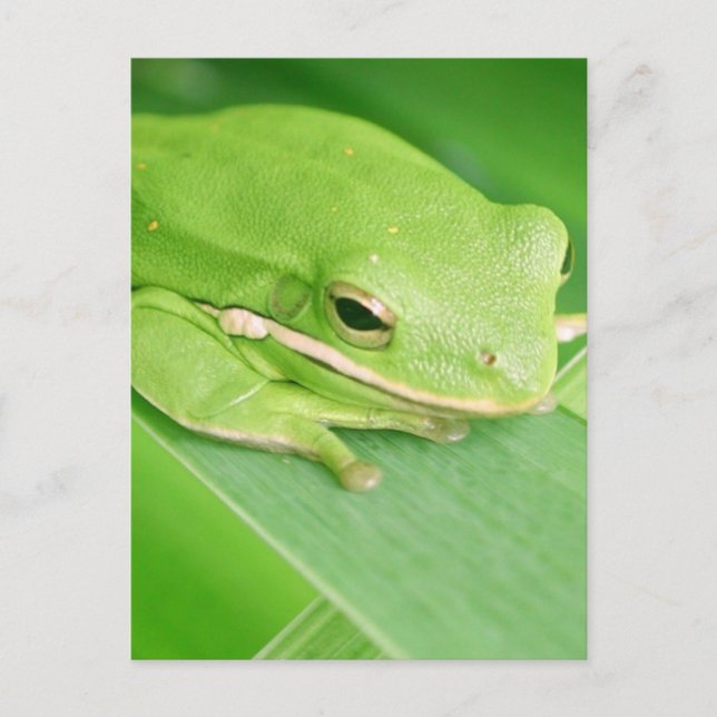 Bild einer Tree Frog-Postkarte Postkarte (Vorderseite)